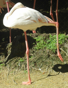 a flamingo