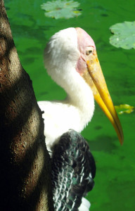 a pelikan