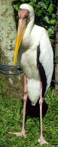a stork