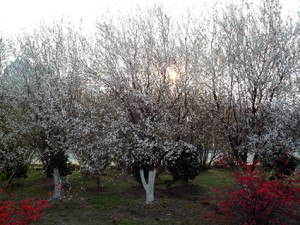 r vita träd